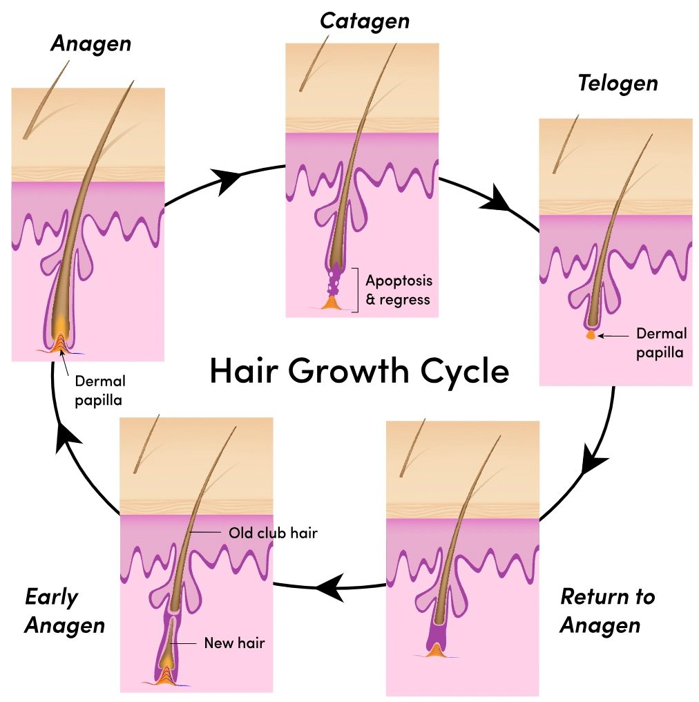 hair cycle stem cells clean